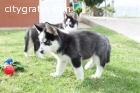 Akc registered Siberian Husky puppies