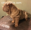 Akc Shar Pei puppies