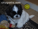 Akc shih you puppies ready now..