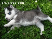 AKC Siberian Husky puppies for sale