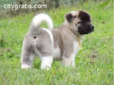 Akita puppies for sale