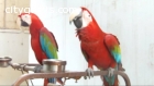 All Species Of Birds/Parrots For Sell