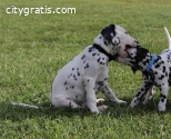 Amazing Spotted Dalmatian dogs