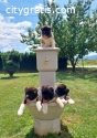 American Akita, puppies