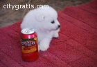 American Eskimo puppies for sale