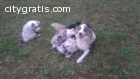 Australian Sheperd Puppies