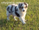 Australian sheperd Puppies