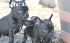 Awesome French Bulldog Puppies For Sale