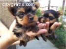 Awesome Young Male and Female Yorkie