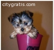 Baby Adorable Yorkie Puppies For Adoptio