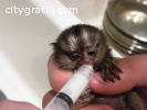 Baby marmoset monkeys for sale Text @  (