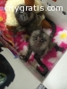 Baby Marmoset Monkeys for sale7577161693