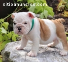 Beautiful Akc English Bulldog puppies fo