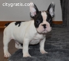 Beautiful French Bulldog puppies