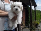 Beautiful Kc Reg Maltese puppy