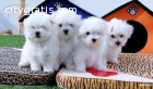 **Beautiful  Maltese puppies**