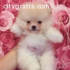 Beautiful Pomeranian puppies available f