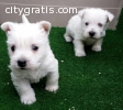 beautiful puppies for adoption