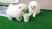 Beautiful Teacup Pomeranian puppies read