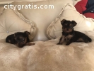 Beautiful Yorkie Puppies Available Now..