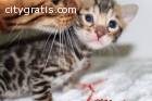 Bengal Kittens for Rehoming