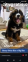 Bernese mountain dog