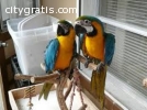 Blue and Gold Macaw Parrots