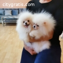 Boo Pomeranian teacup