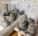 British shorthair kittens