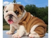 Bulldog Puppies are available for sale