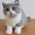 buy shorthair kittens online