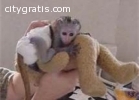 Capuchin&Marmoset Monkeys available