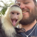 Capuchin monkey with baby face for adop