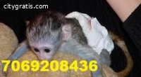 Capuchin Monkeys at eight weeks old