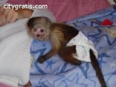 Charming female baby Capuchin monkey