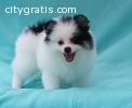 Charming Pomeranian Puppies Available