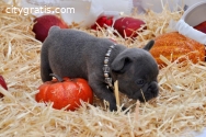 ***CLEANY AKC FRENCH BULLDOG PUPPIES REA