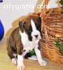 Cute adrable 100% Boxer puppies