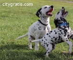 Cute Dalmatian Puppies