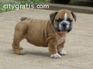 CUTE English Bulldogs puppies for ADOPTI