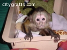 Cute Little Girl Capuchin Monkeys availa