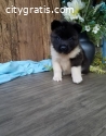 cute little pup akita