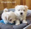 Cute maltese puppies available.