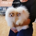 Cute Pomeranian boo