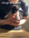 Cute Pug Puppies for Sale