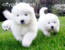 Cute Samoyeds for  Christmas