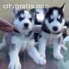 Cute Siberian Husky Puppies Ready