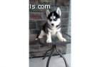 Cute Siberian puppies available