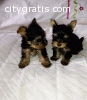 Cute Teacup Yorkie puppies ready now!