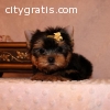 cute yorkie puppies available